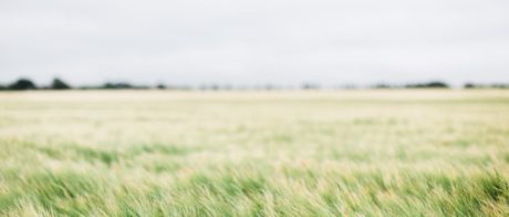 A field with the grass swaying in the wind.