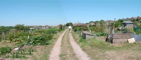 Sutton Drove Allotments