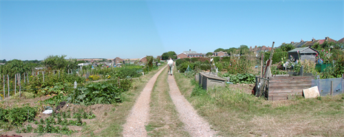 A photograph of Sutton Drove Allotments