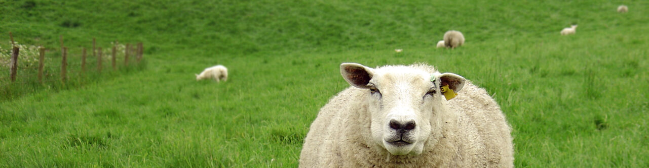 Image of Sheep and Lamb in a field