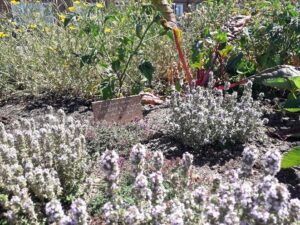 community flower beds with lavender and chives and other herbs and vegetables growing