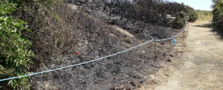 image of fire damage to bracken on Seaford Head Golf Course