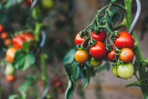 tomato plants