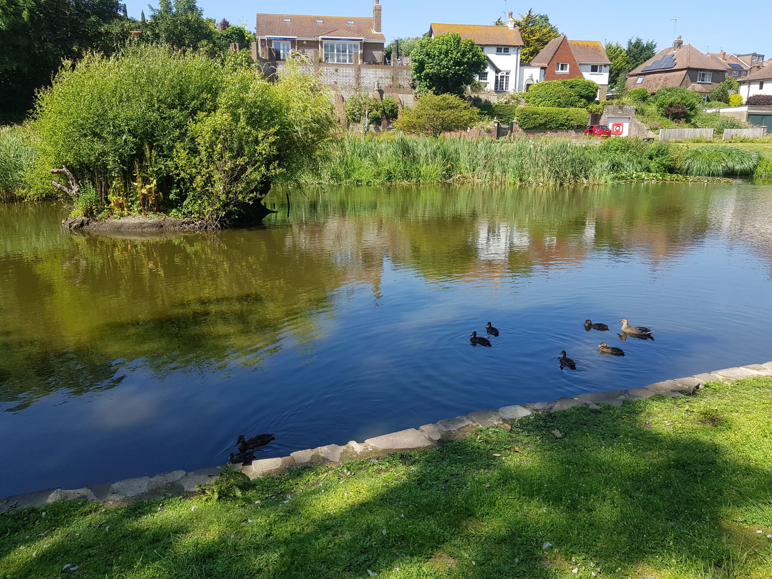 East Blatchington Pond in Seaford with baby ducklings