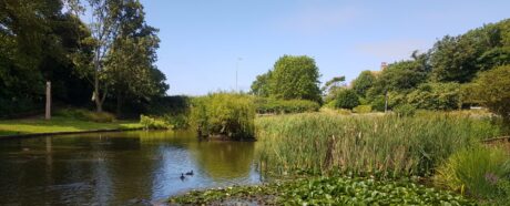 east blatchington pond in seaford with water lilies