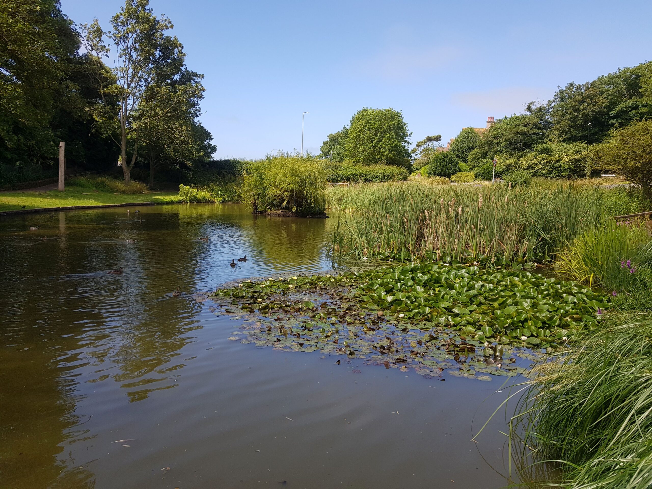 east blatchington pond in seaford with water lilies 