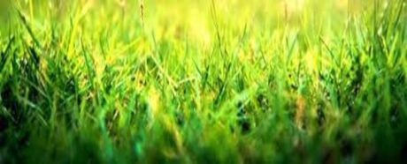 Green Grass Verge