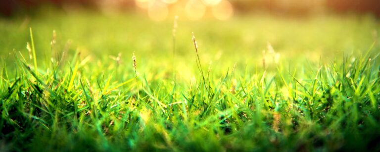 Grass