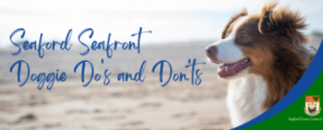 Dog sitting on a beach.