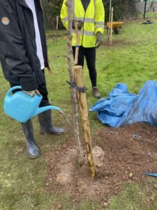 The Mayor planting and watering a new tree.